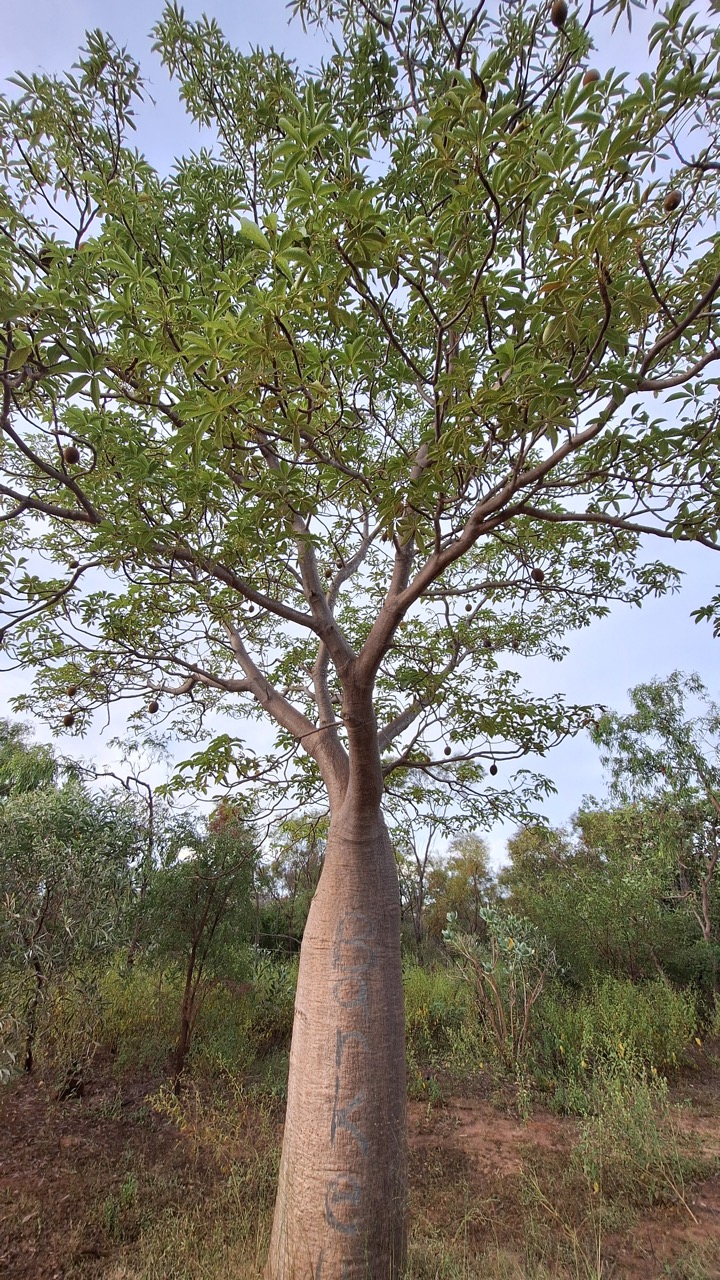 Groß (20250430_164817)