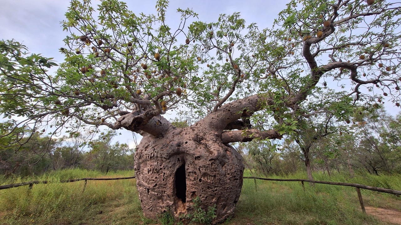 Groß (20250430_165045)